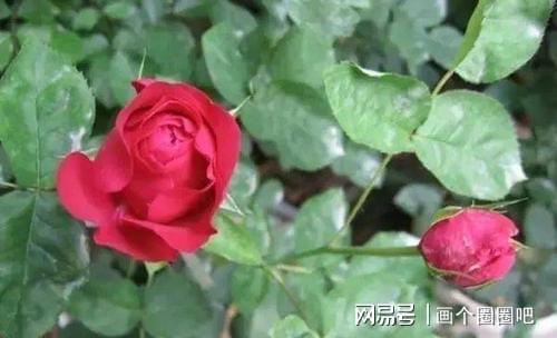 北方寒冷地区的月季处理