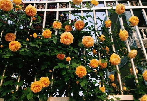 月季：花色丰富， 生长速度快