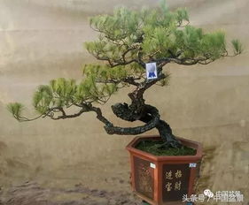 盆景艺术的魅力