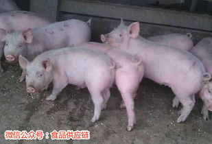 春季仔猪疫病高发，如何Zuo好五个节点减少育肥伤亡？