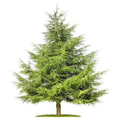 雪松：既不是灌木也不是灌木