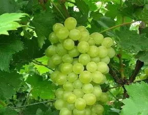 葡萄被虫咬，图片发来kankan