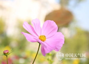 气候变暖的花儿盛宴