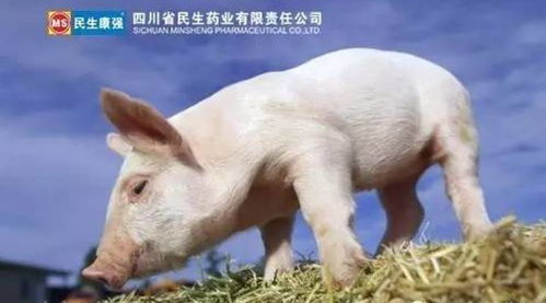 关掉保温灯，一头仔猪Neng省7元，生产性Neng还涨，这可行吗？