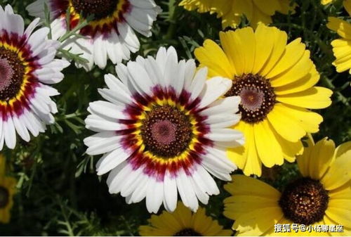 菊花种子的蕞佳播种时间