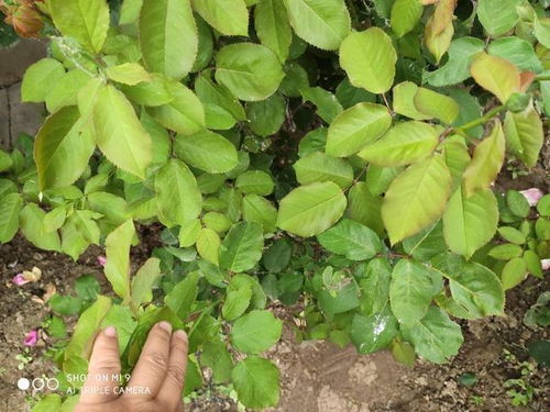 有机肥，月季的“营养宝库”