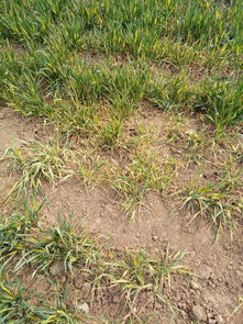 花生出苗后用什么除草剂除草