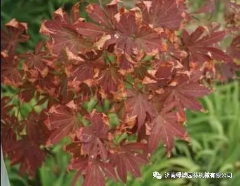 七月份苗木养护工作要点：高温干旱下的应对策略