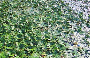 提高土壤质量，防范菱角腐烂