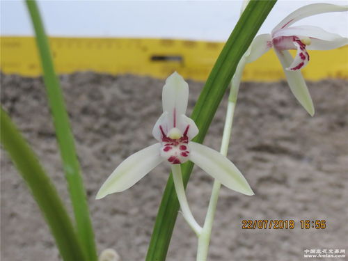 白花也嫩招虫？你想多了！