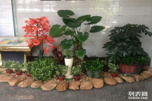 欣赏花卉图片，享受种美