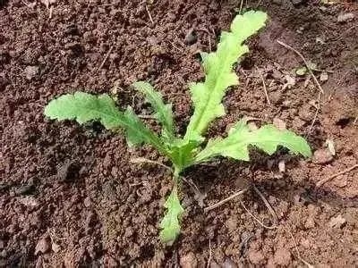 榆树种植的口诀：种源把关严， 整地要周全