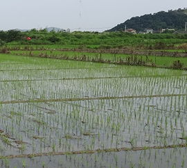 双穗雀稗防治：了解其定义、背景及基础