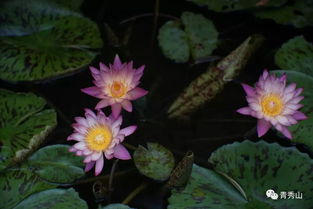 探寻水生花卉之美，揭秘水中神秘植物的世界