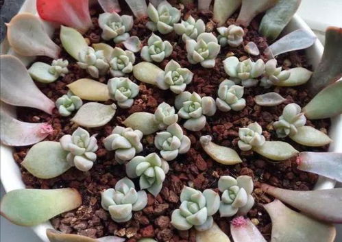 多肉花繁殖方法是什么？如何快速培育出更多可爱的小多肉