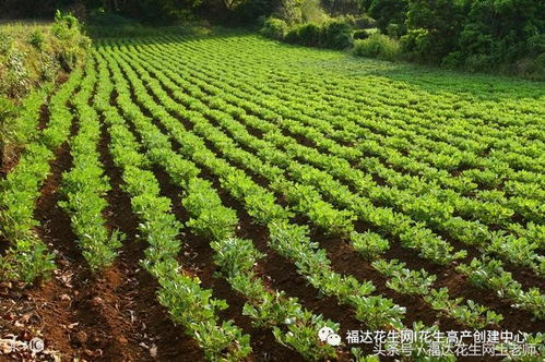 付老师的种植经验分享