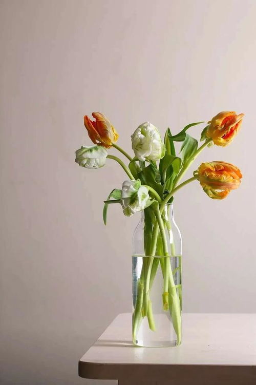 争议话题：郁金香三月种， 南方行，北方等四月