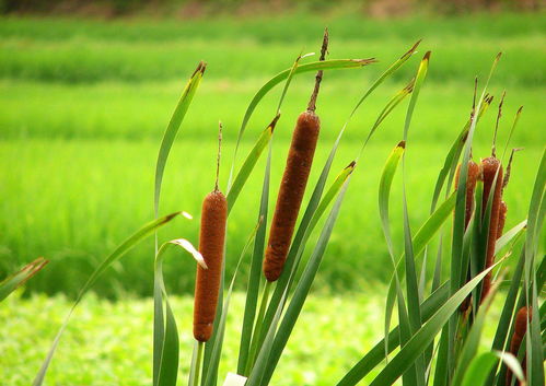 苇子这种东西，地里长了真头疼