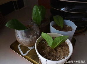 土豆种植的最佳月份是几月？不同品种的种植时间有何差异