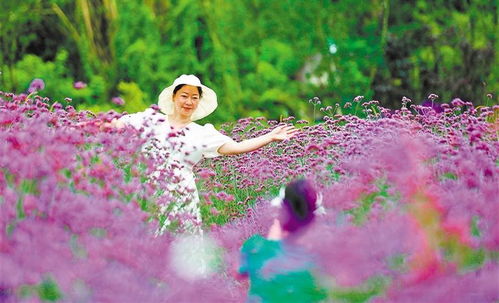 倒挂金钟怎么种植和养护，才能让花朵绽放得更加美丽