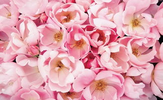 亮粉绝代佳人， 月季界的闪耀之星