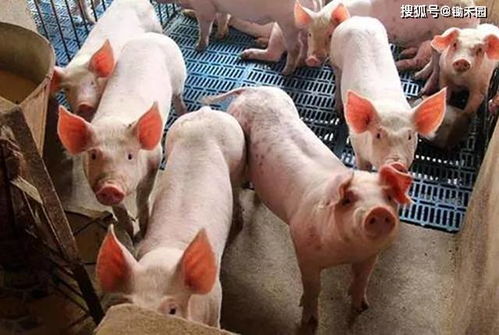 猪吃三吨料不长膘，挑战传统饲料配比，真的能月省2万吗？