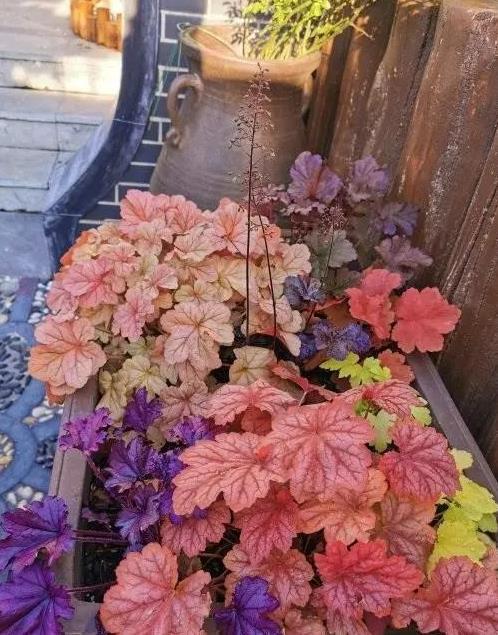 广东冬日：选择一些不冷的花