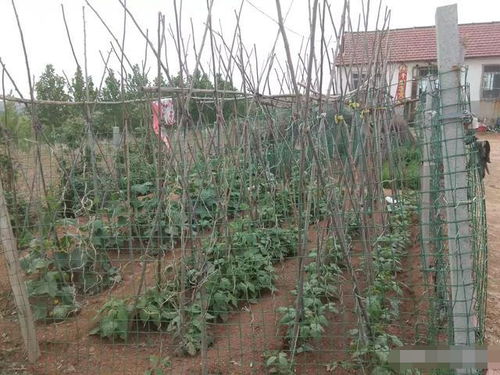 蔬菜施肥早上好还是晚上好，哪个时间段施肥更利于蔬菜吸收