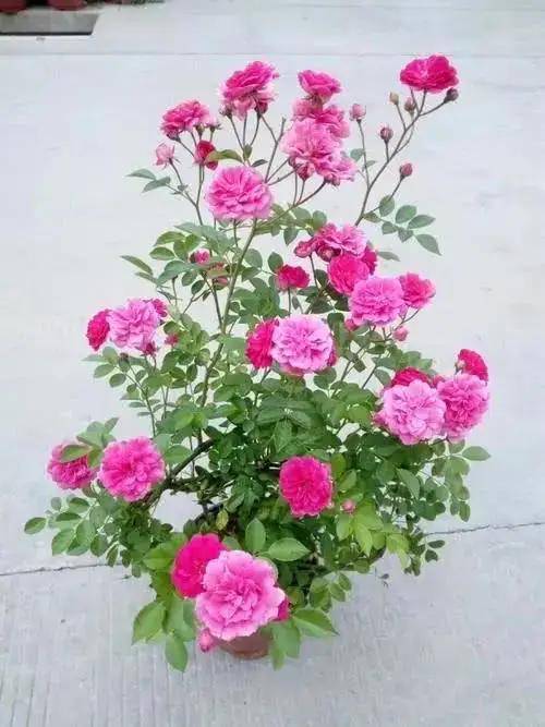 蔷薇花和月季花有什么区别？如何根据这些区别来选择合适的养殖方法