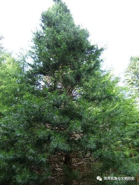 柏树与松柏树的适应性