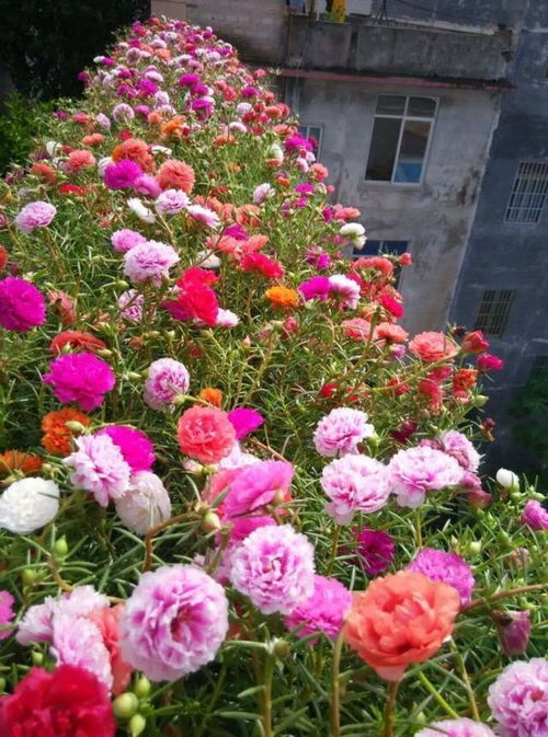 3. 太阳花， 阳光灿烂