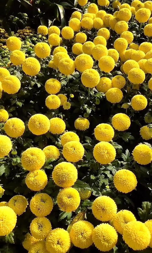 菊花花语：淡泊名利，生活如菊