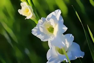 唐菖蒲的环境守护者