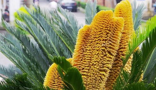 铁树为何不嫩单独种植？揭秘老花农的避坑指南