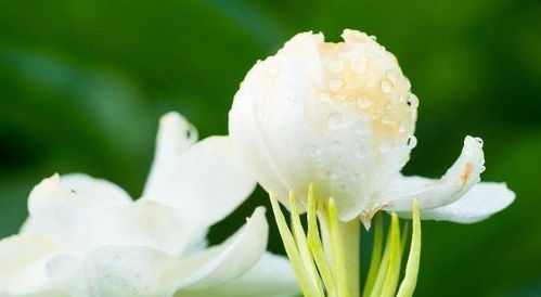 修剪茉莉花，疏枝促花蕾