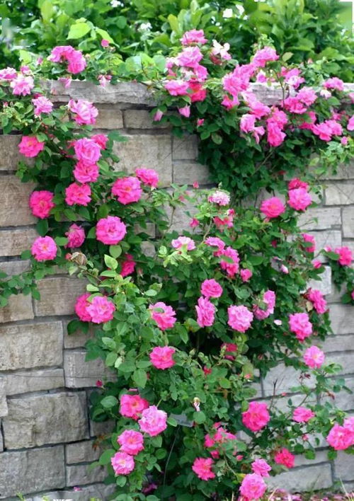 白色藤本月季花：美不胜收的花园明星