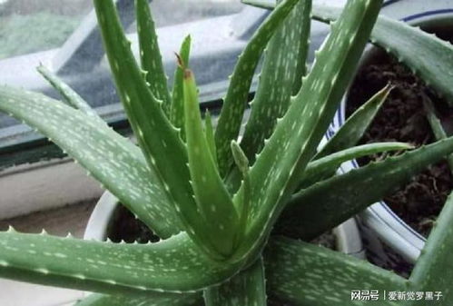 植物界的“双胞胎”