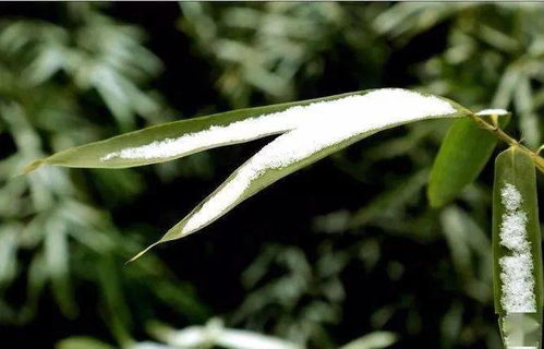 百草枯的威力，你懂的