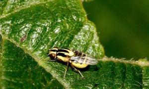 斑潜蝇：藏在叶子里的隐形刺客