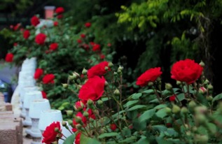 蔷薇花的开花之谜