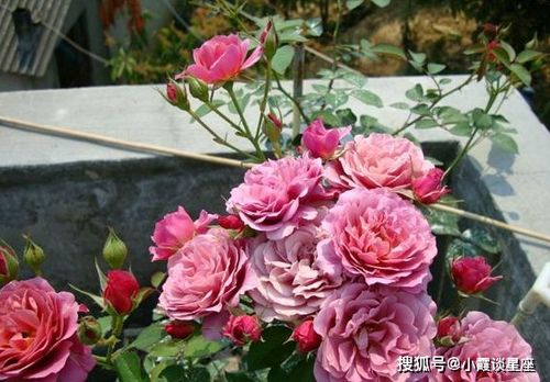 米歇尔·亚当的月季品种，你认识几个？