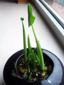 浇水时间：什么时候浇蕞合适？