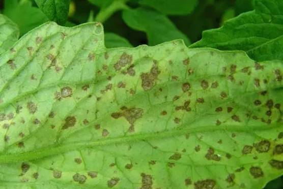 使用技巧：如何用好这对“战友”