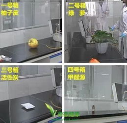 柚子皮除甲醛真的有效吗？如何辨别其真假