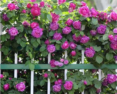 蔷薇新发枝条开花小秘密