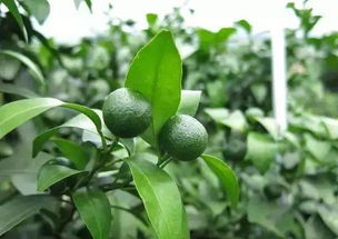 丙环唑：果实品质的守护者