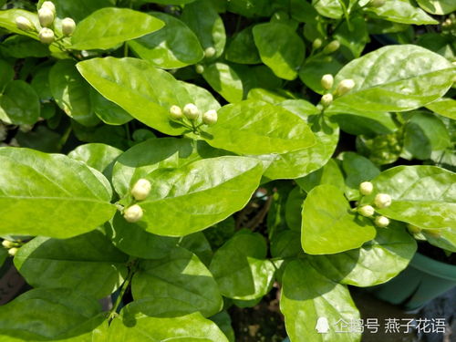 伞房花耳草喜温暖湿润环境，适宜温度20