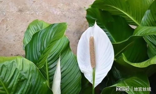 7月白花， 蜘蛛兰了解一下