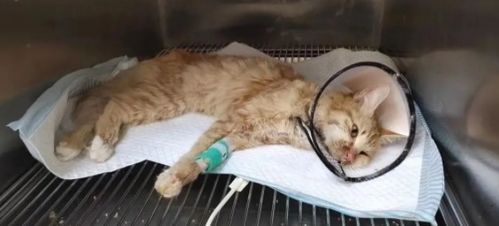 猫咪误食杀虫剂， 防范措施