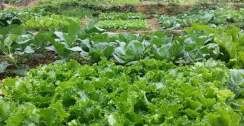 菜园子空空如也